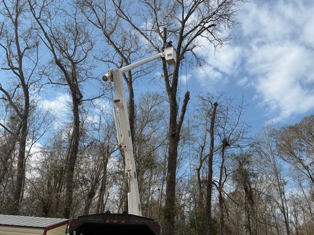 El Costeño Tree Service LLC